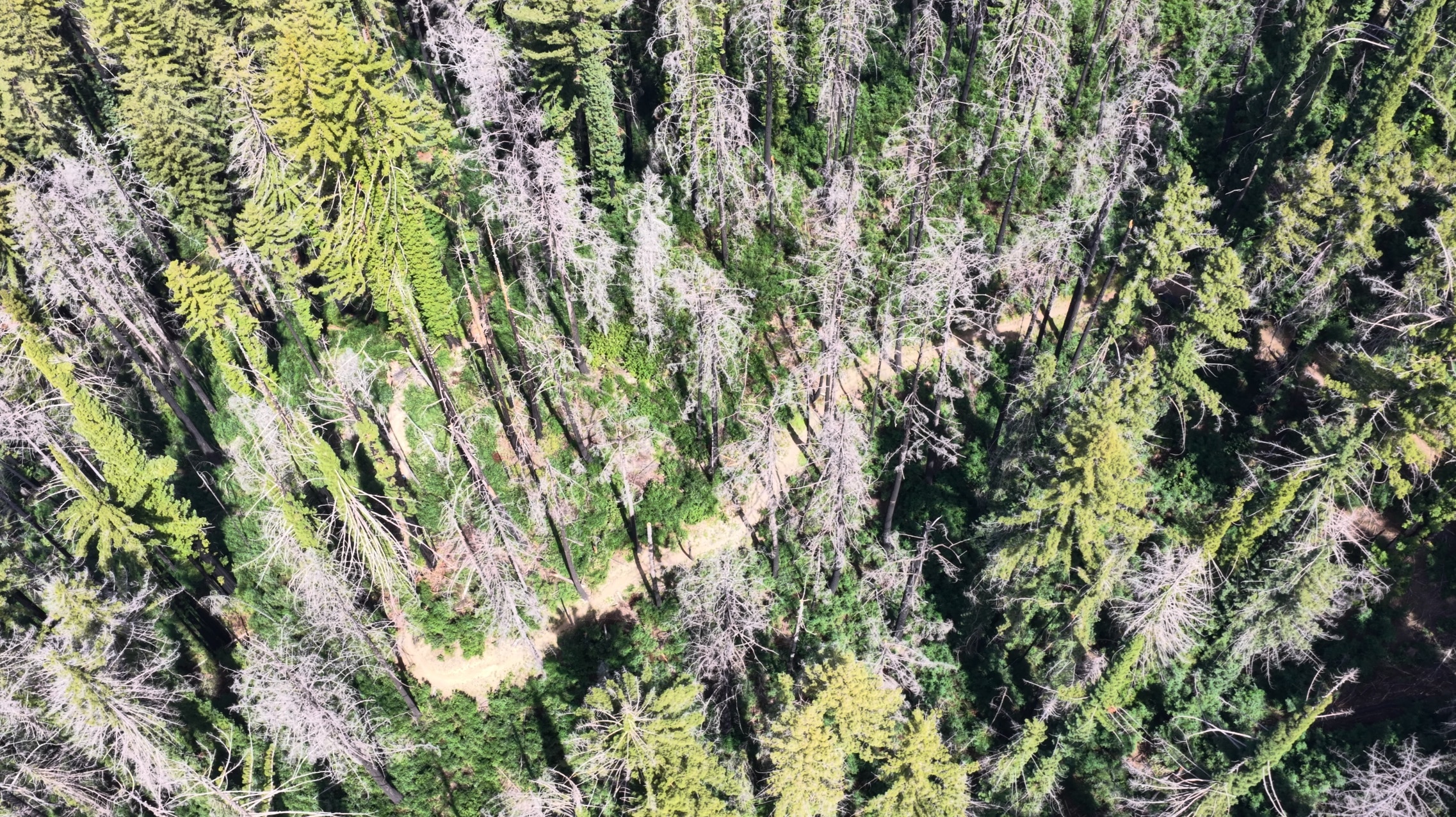 Timms Creek Overhead shot