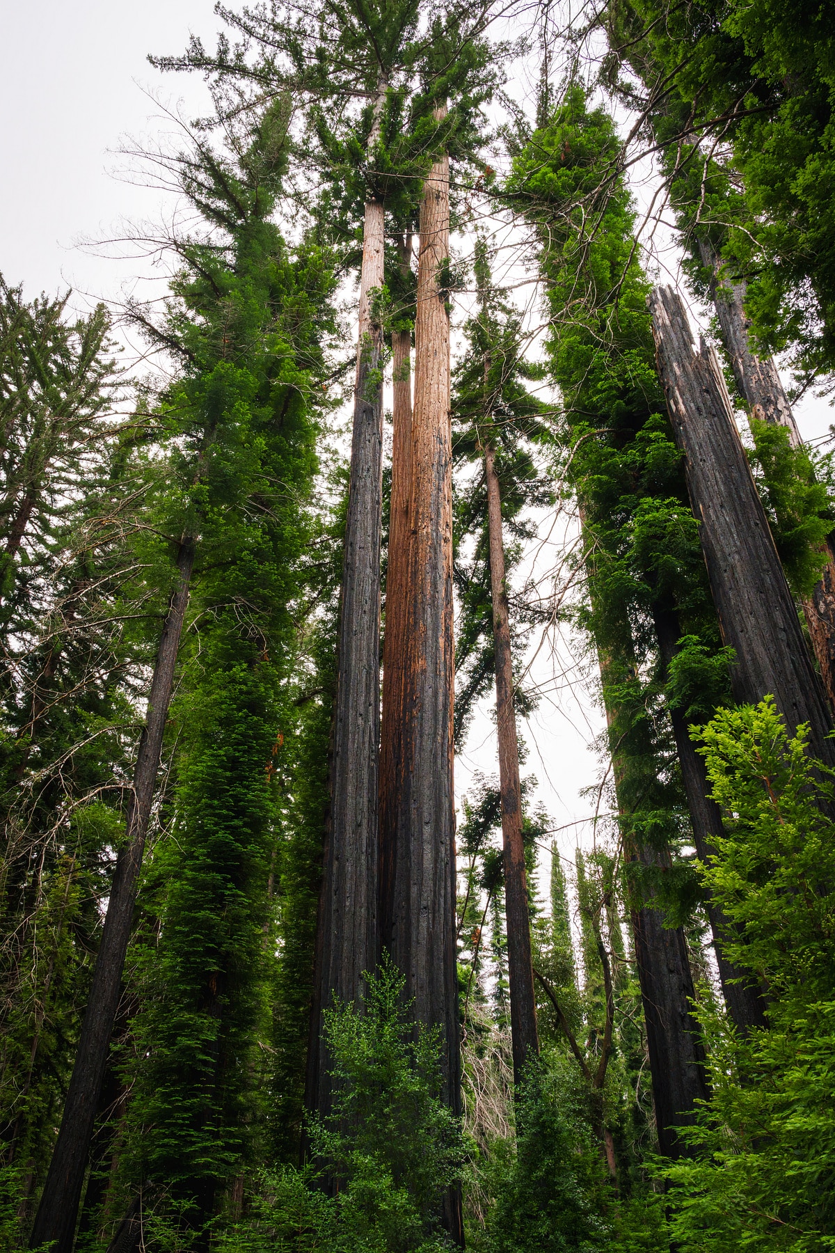 Eshoo Tree
