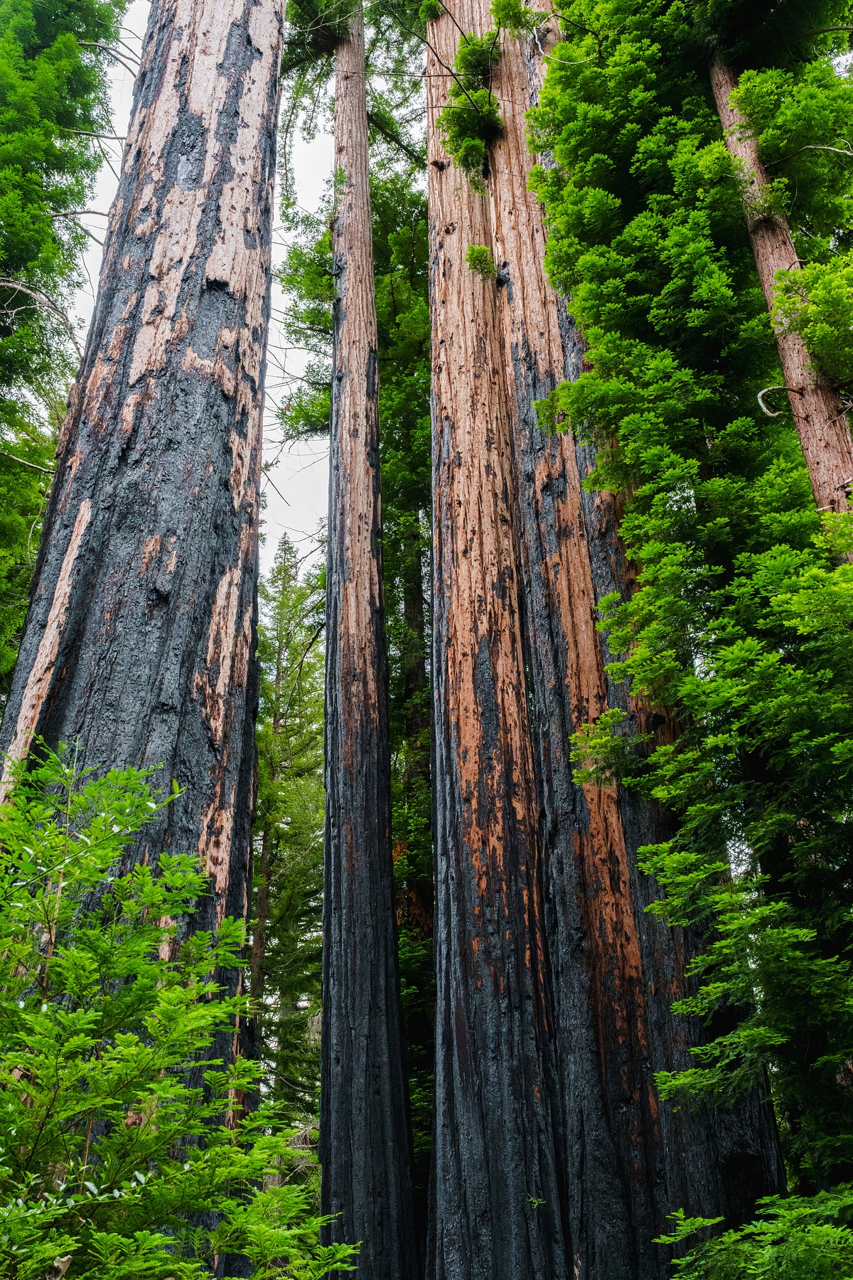 Eshoo Tree