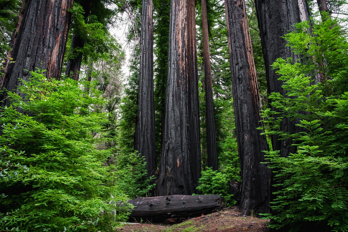 Eshoo Tree