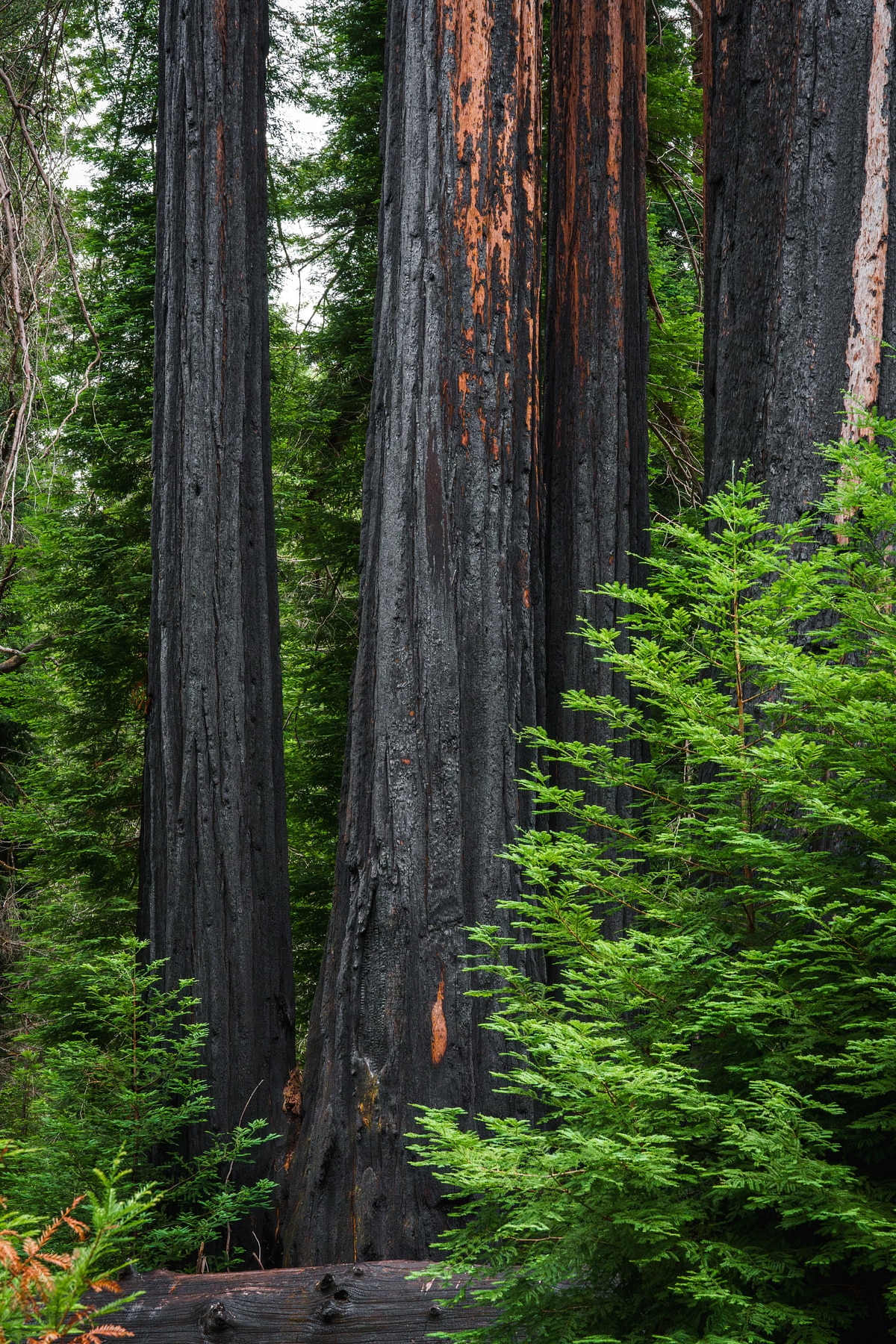 Eshoo Tree