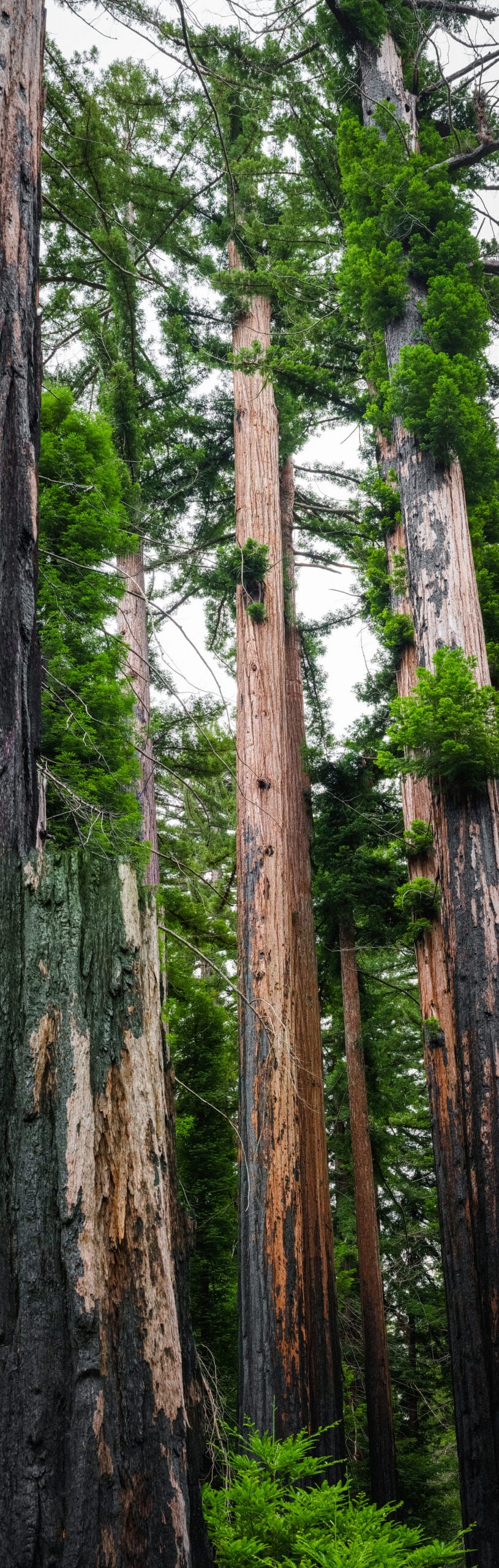 Eshoo Tree