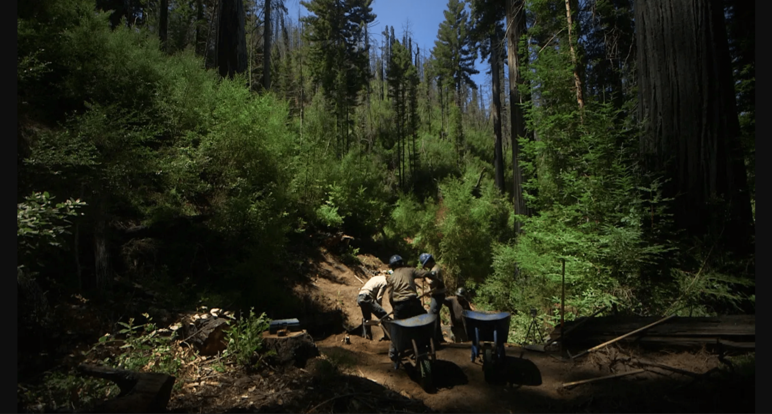 California Conservation Corps members assist California State Parks Staff with trail and bridge building along the nearly five mile Timms Creek Loop in Big Basin, set to open in 2027, thanks to the community and a campaign led by Sempervirens Fund. Photo by Joe Rosato, NBC Bay Area News.