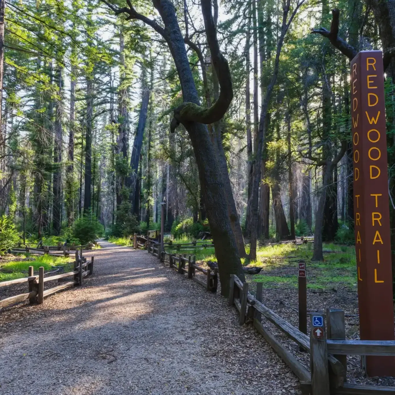 A trail through redwoods along the Redwood Loop Trail at Big Basin Redwoods State Park.