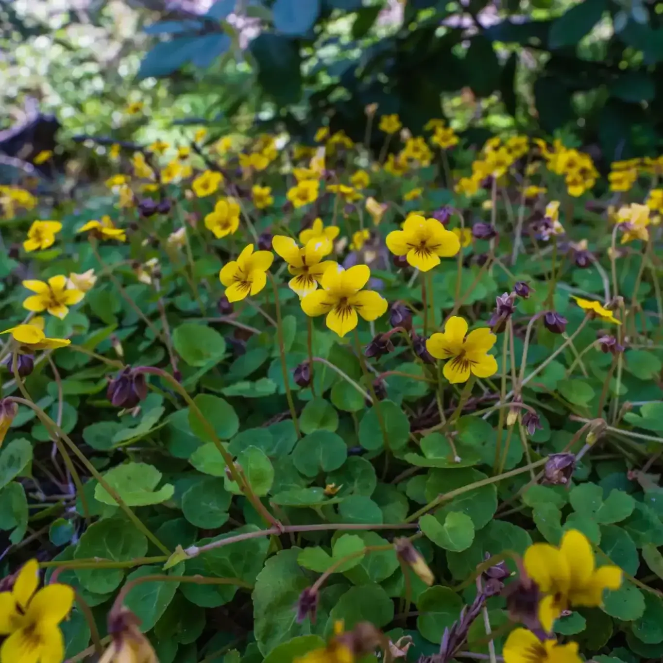 20240509 Big Basin Trail Rx Orenda Randuch 159