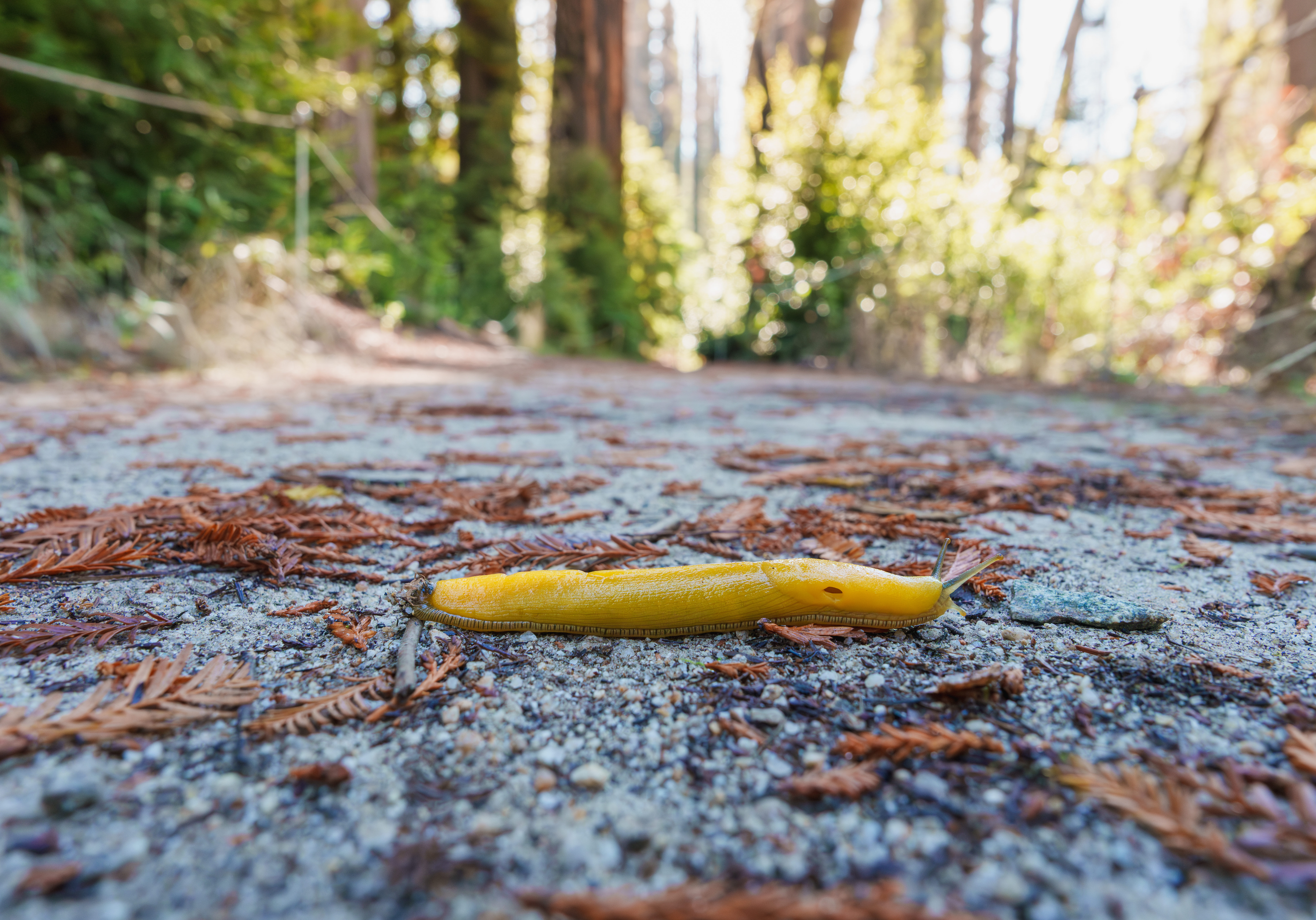 Big Basin Banana Slug On Trail