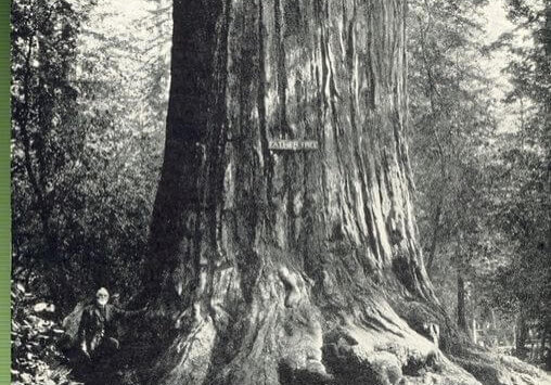 A person stands beside the massive trunk of the Father Tree, a giant redwood in California Redwood Park, surrounded by dense forest. The text at the bottom labels the location and tree.