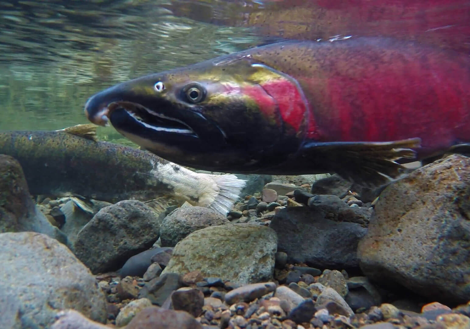 Coho Salmon by Bureau Of Land Management