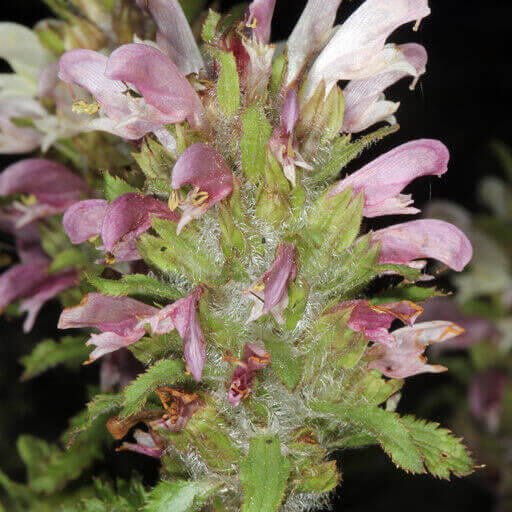 Dudley’s Lousewort. by Terry Gosliner