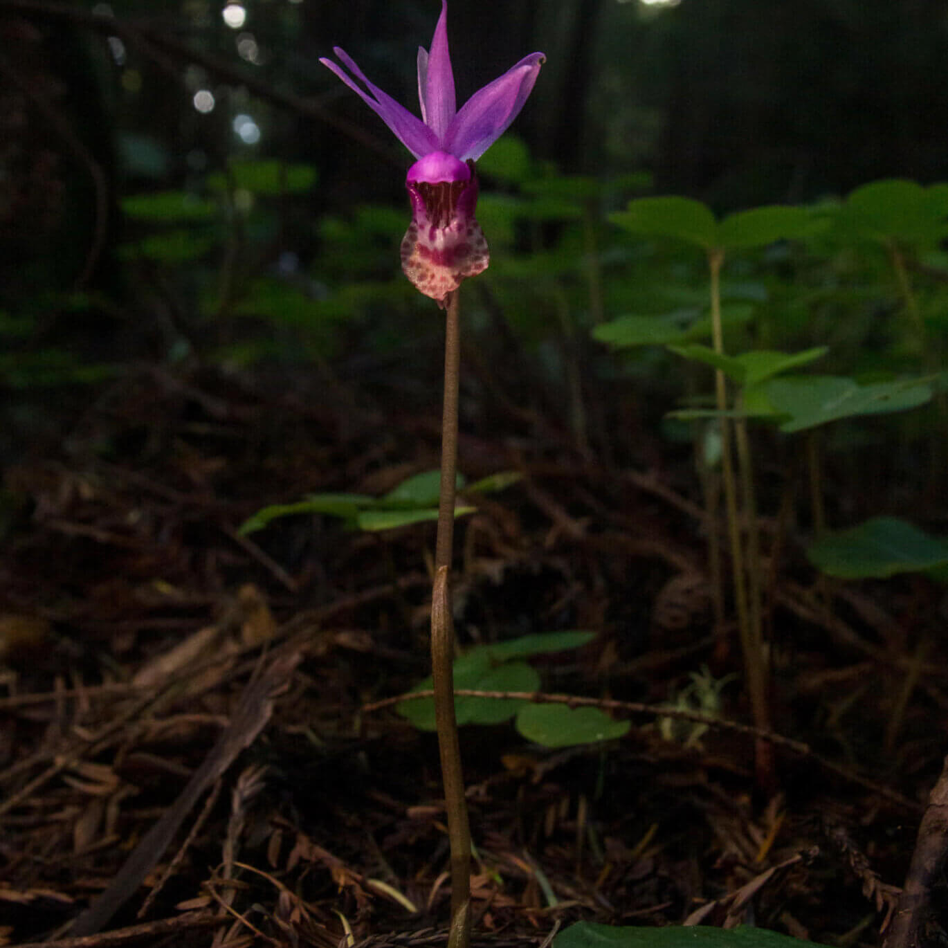 Fairy Slipper Orchid. Courtesy of CNPS