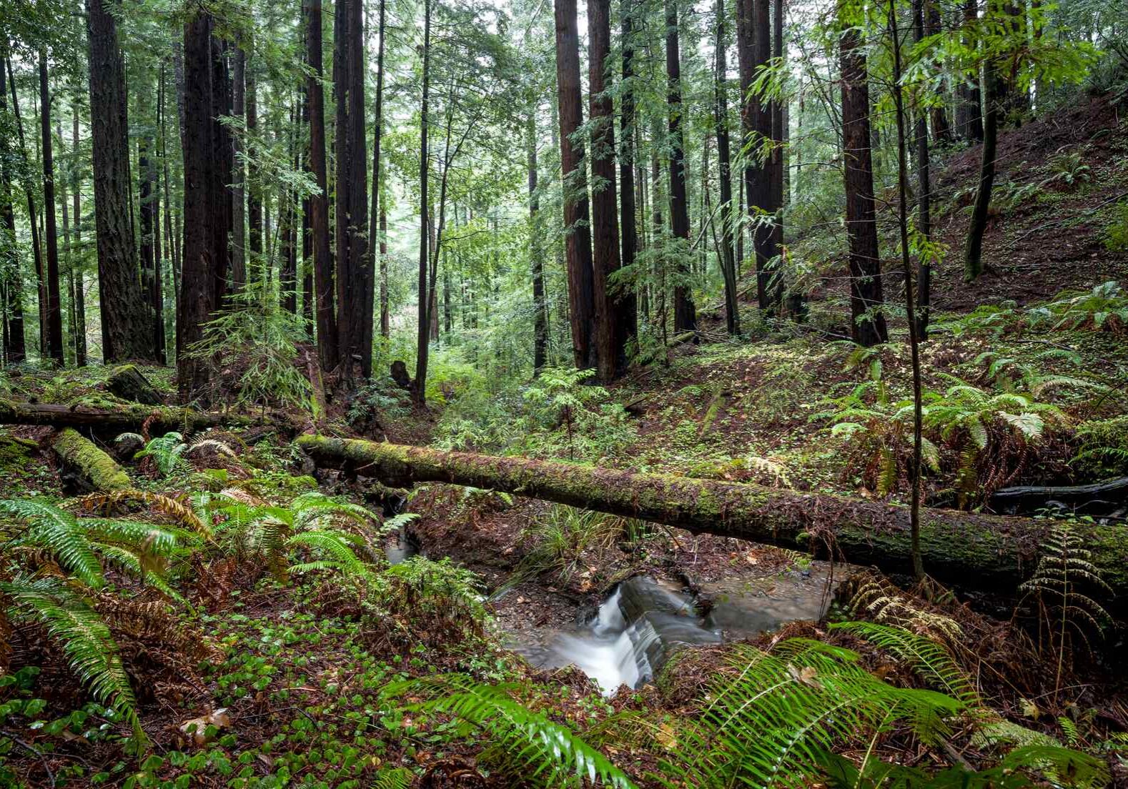 Gazos Creek Redwood Stream