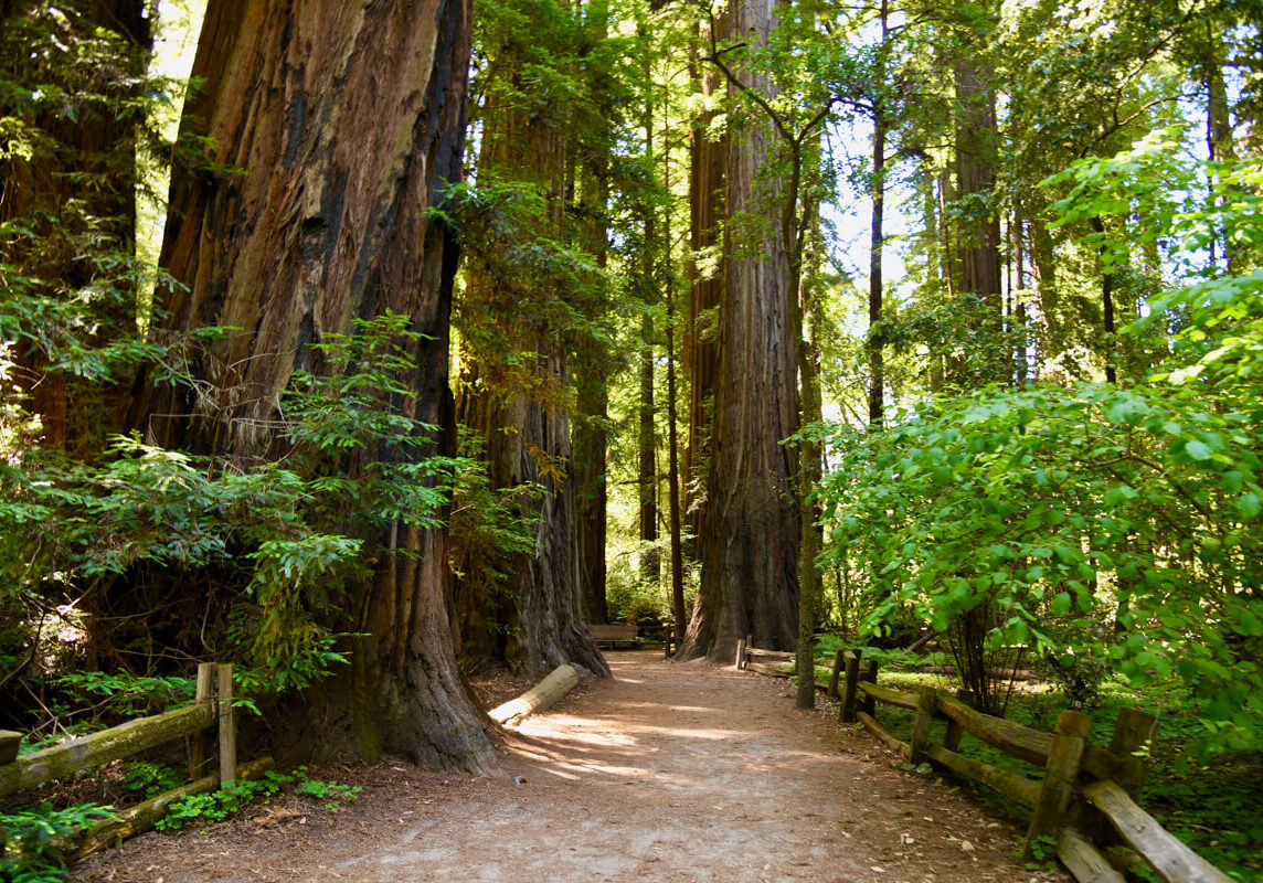 The shady, flat dirt Redwood Grove Loop trail edged by a low fence and sun dappled redwoods leads into the old-growth grove of trees at Henry Cowell Redwoods State Park, by Verónica Silva-Miranda