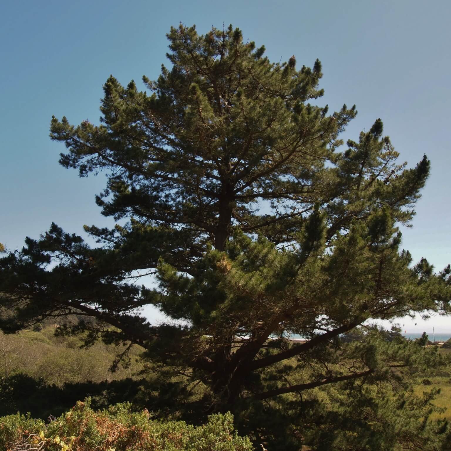 Monterey pine. by J. Maughn