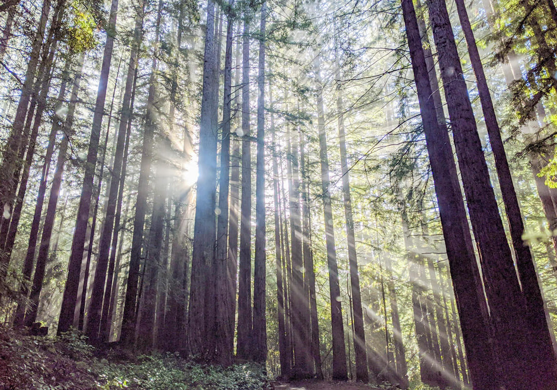 Redwood Forest Give In Honor Or In Memory By A Krauss
