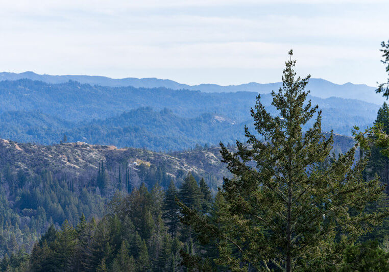 Forest gives way to a view of the Saddle Mountain Conservation Area, still showing signs of damage from the 2020 CZU Fire, near Big Basin Redwoods State Park, by Orenda Randuch