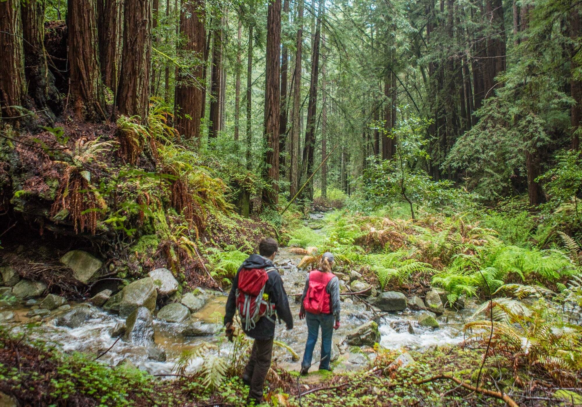 San Vicente Redwoods Grove