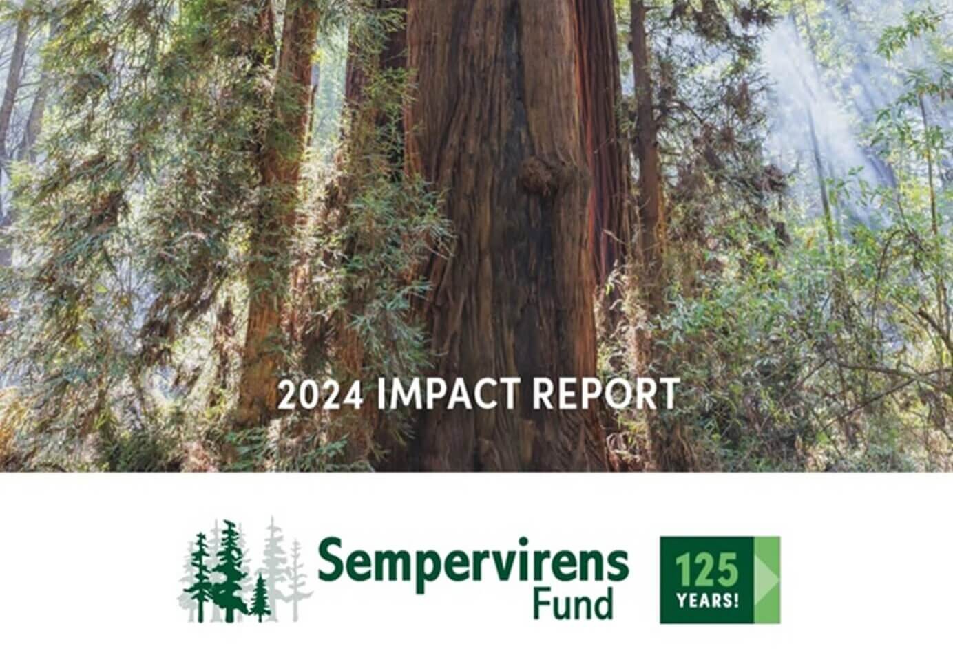 Sempervirens Impact2024h