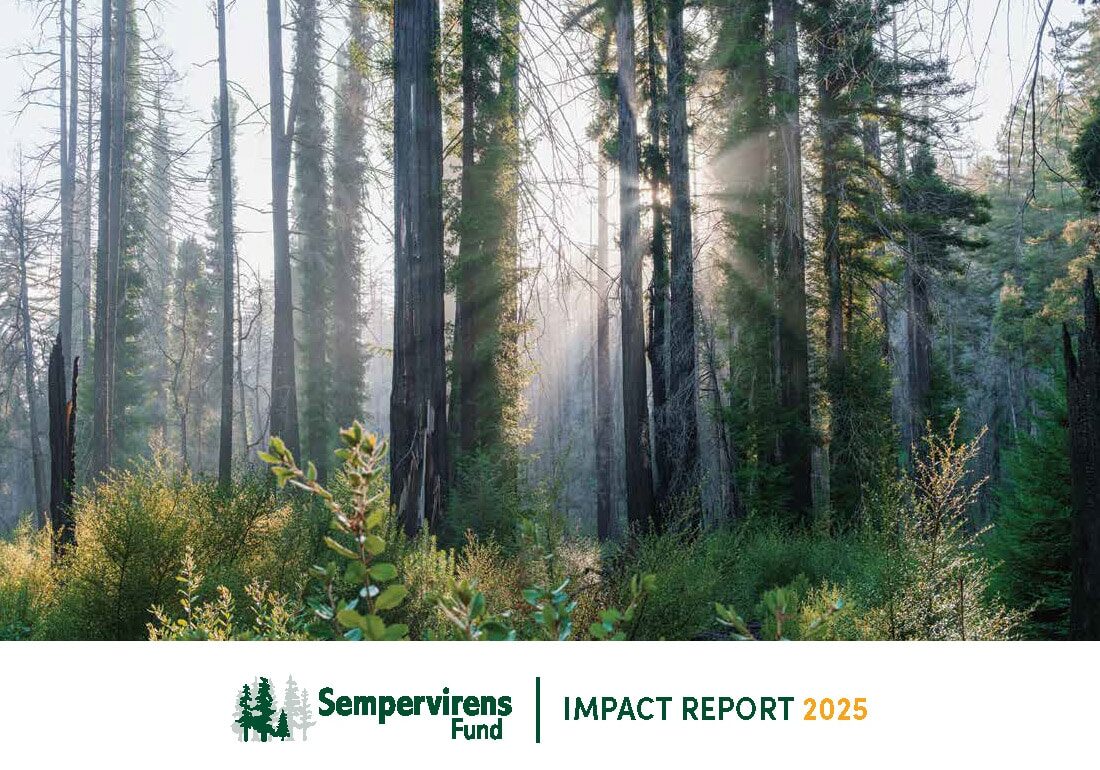 SempervirensFund 2025 Impact Report Page 01