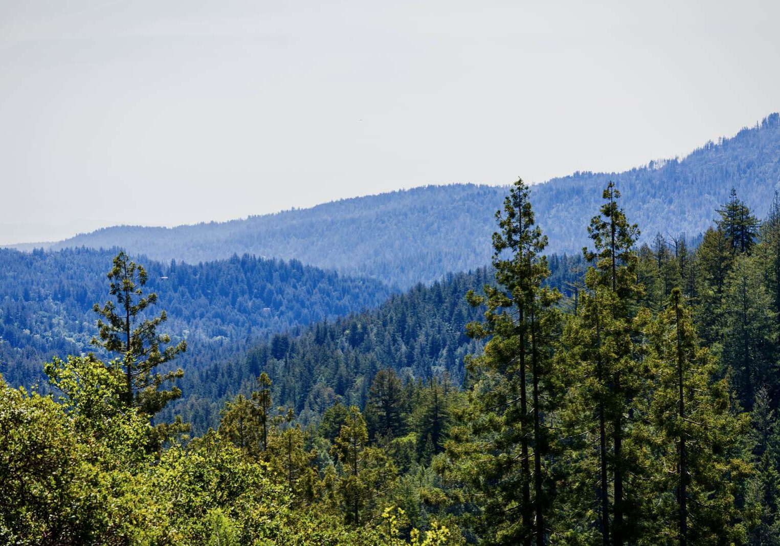 Mountain Ridgeline Evergreen Treetops