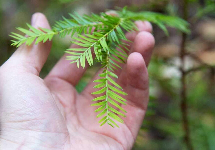 San Vicente Redwoods